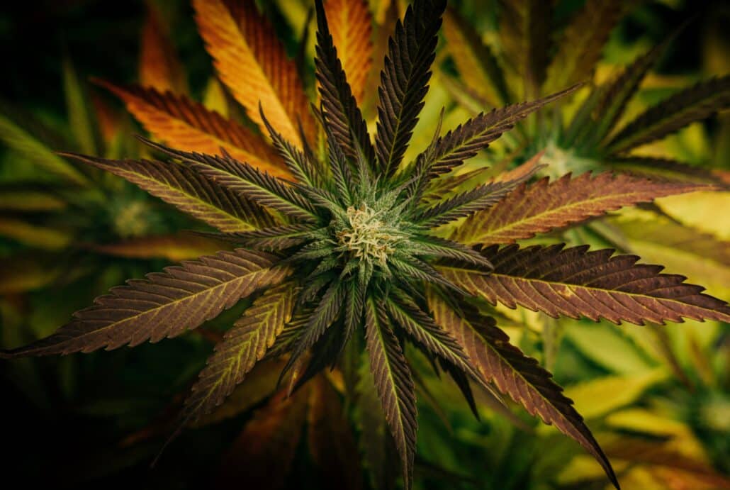 Cannabis Trademark Strategies for Businesses
