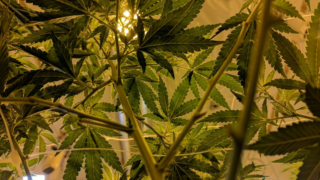 Cannabis Rescheduling Opens Door to Trademark Rights