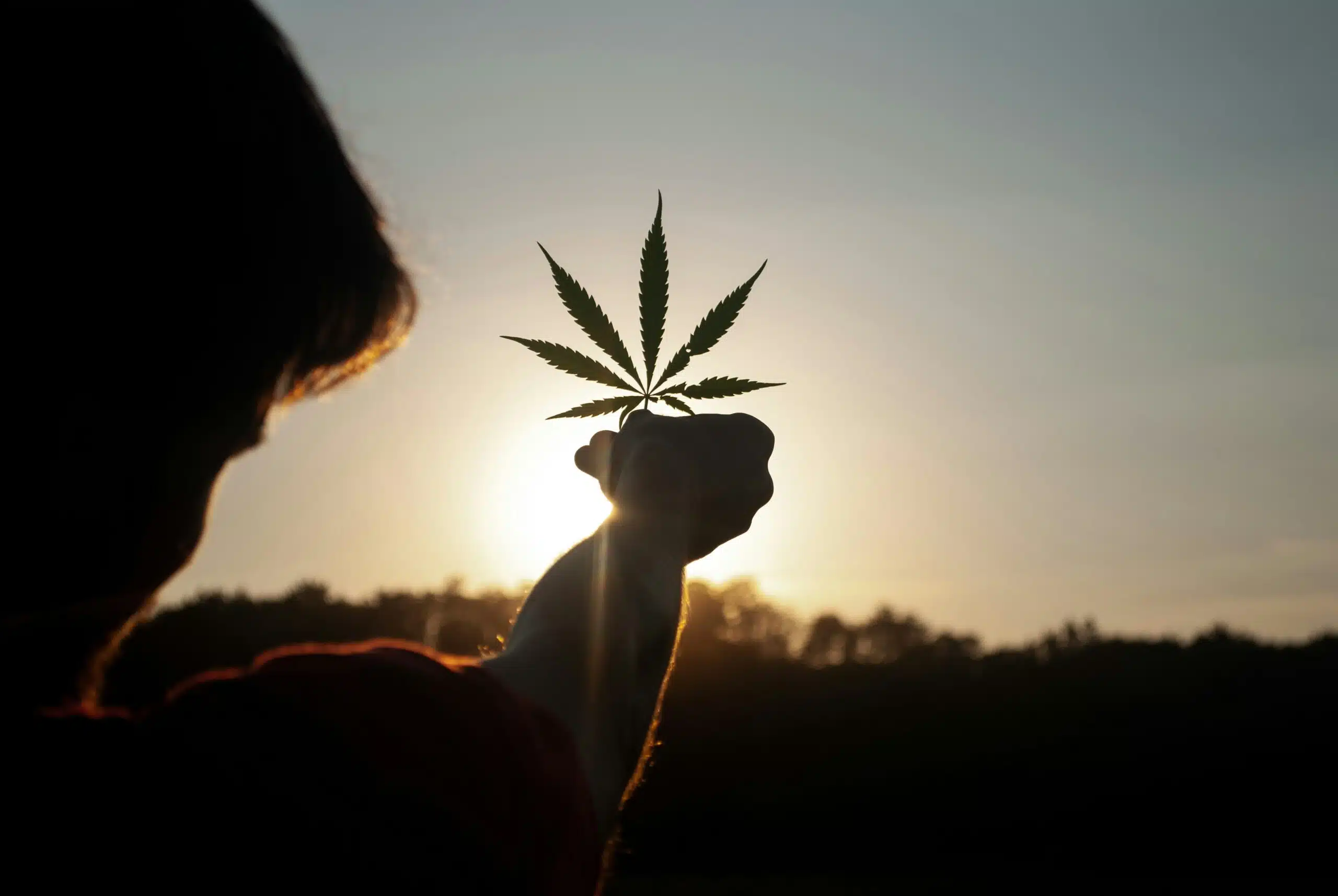 Why the USPTO Will Not Register Cannabis-Related Trademarks