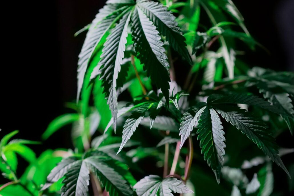 Cannabis Trademark Opposition: A Case Study